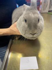 Fundtier Tier-ID 39489