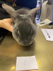 Fundtier Tier-ID 39494