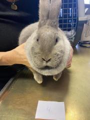 Fundtier Tier-ID 39490