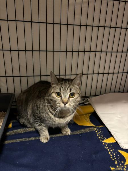 Europäische Hauskatze