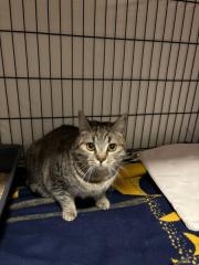 Fundtier Tier-ID 39342