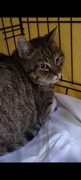 Europäische Hauskatze