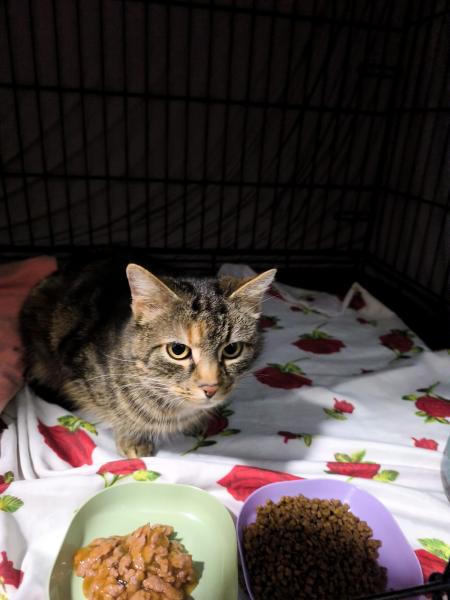 Europäische Hauskatze