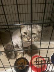 Fundtier Tier-ID 39508