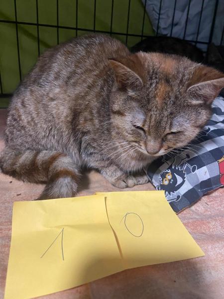 Europäische Hauskatze