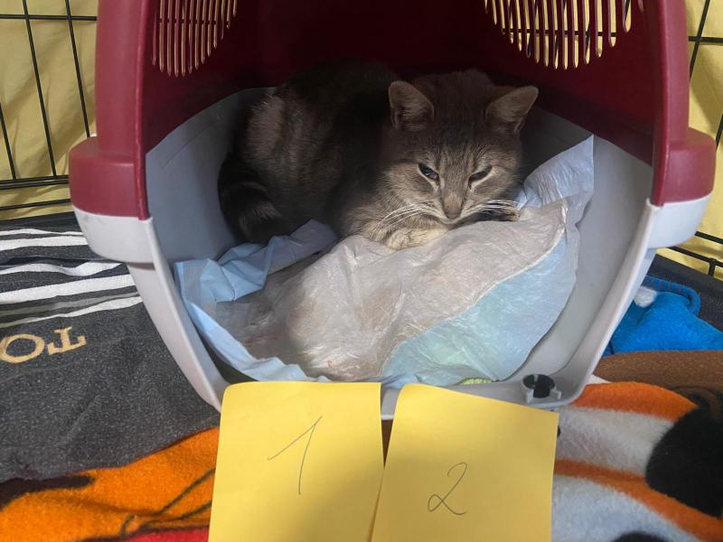 Europäische Hauskatze