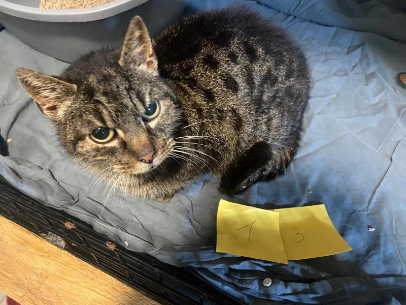 Europäische Hauskatze