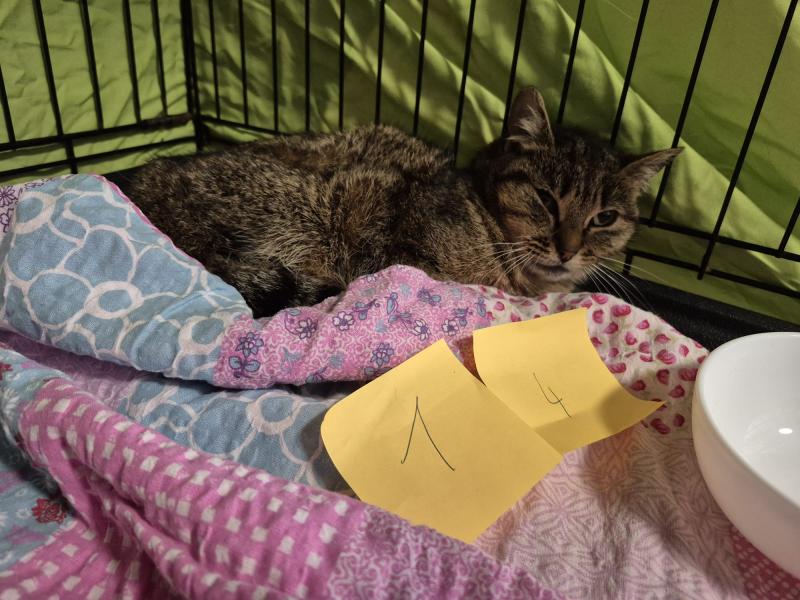 Europäische Hauskatze