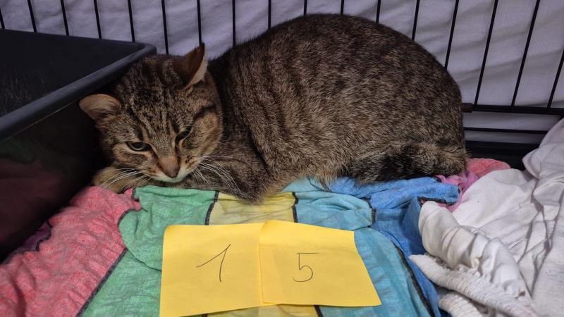 Europäische Hauskatze