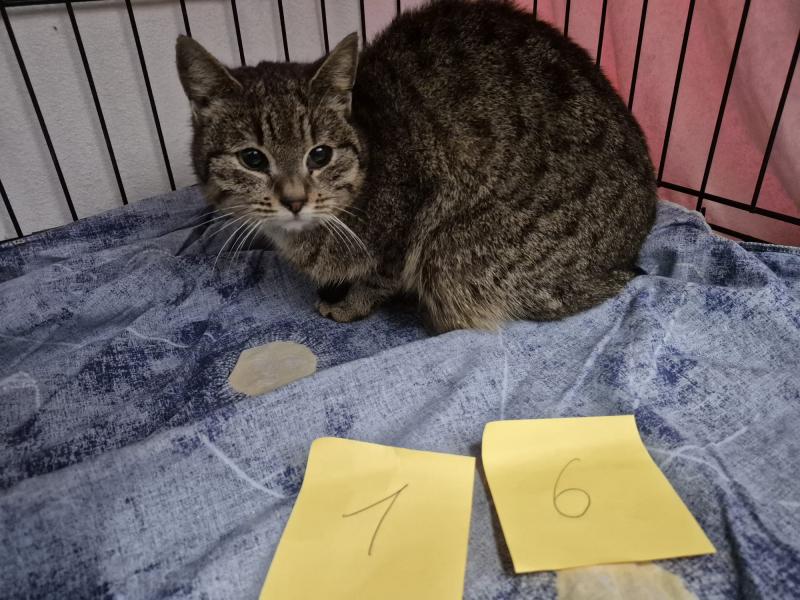 Europäische Hauskatze