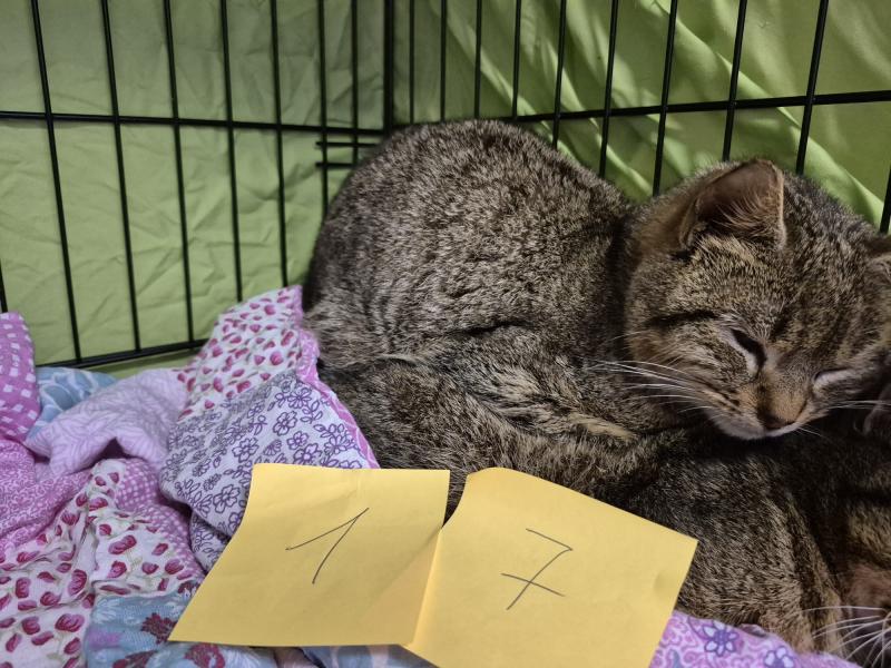 Europäische Hauskatze