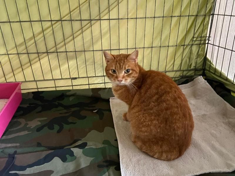 Europäische Hauskatze