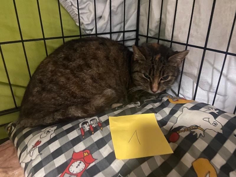 Europäische Hauskatze