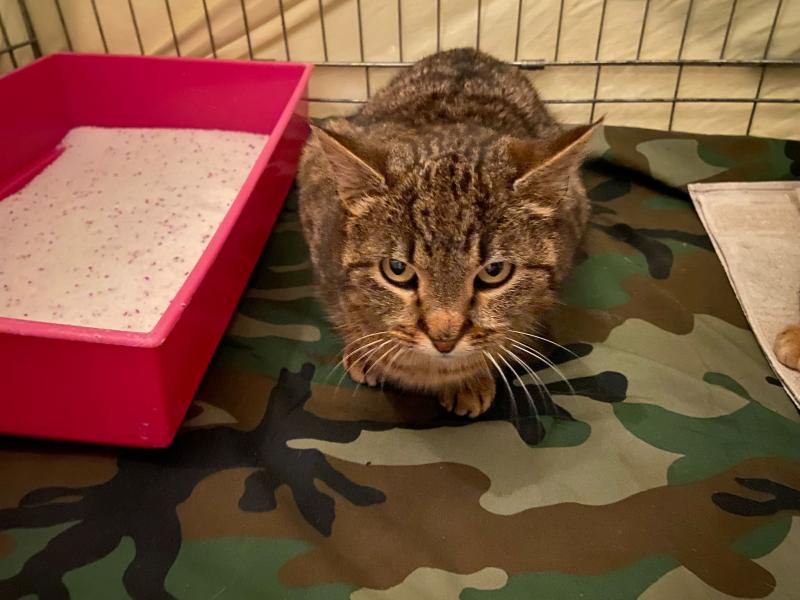 Europäische Hauskatze