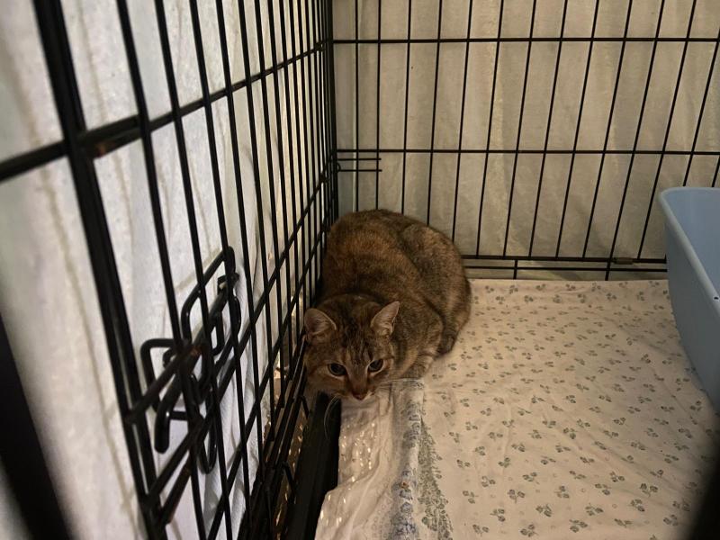 Europäische Hauskatze