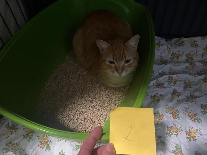 Europäische Hauskatze