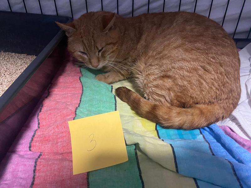 Europäische Hauskatze