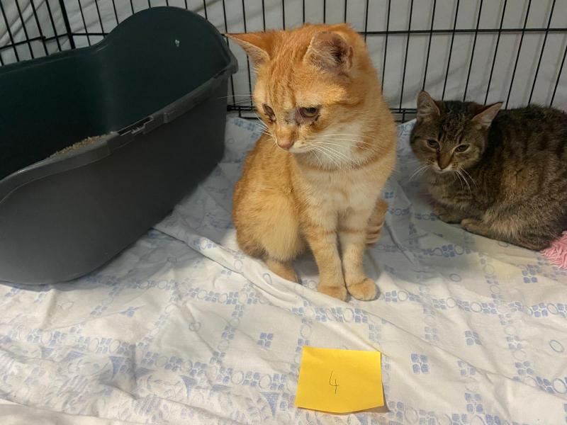 Europäische Hauskatze