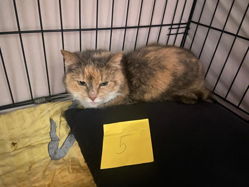 Europäische Hauskatze