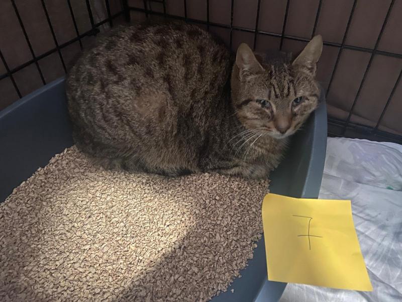 Europäische Hauskatze