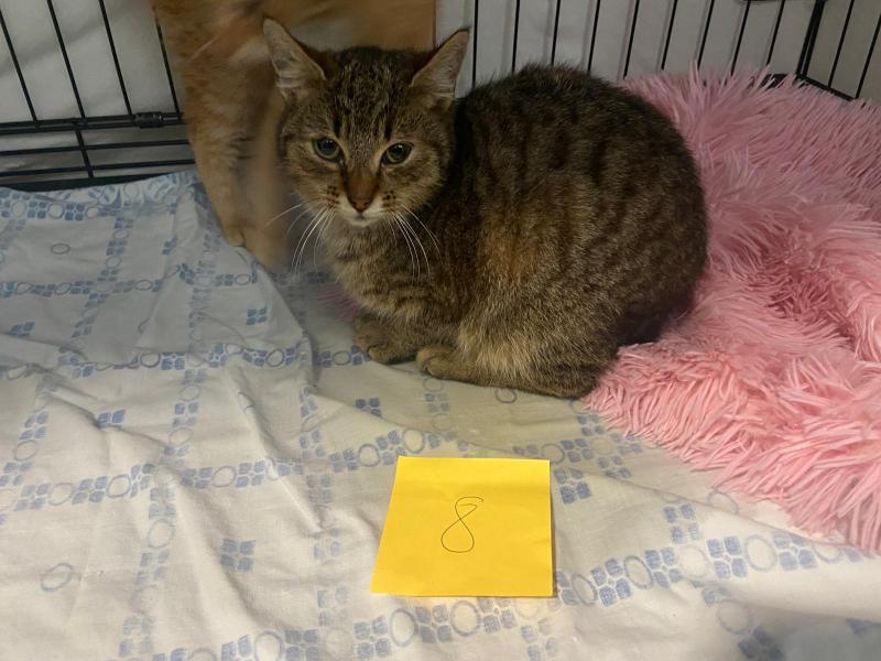 Europäische Hauskatze