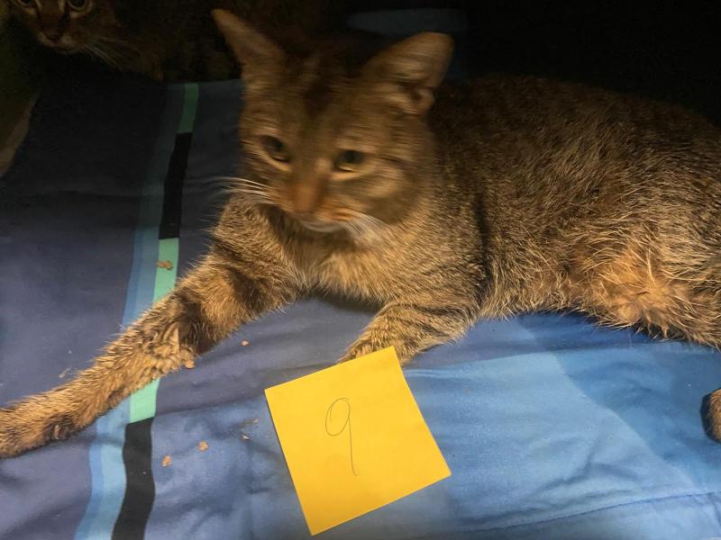 Europäische Hauskatze