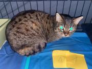 Fundtier Tier-ID 39596