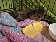 Fundtier Tier-ID 39599