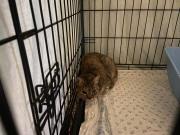 Fundtier Tier-ID 39669