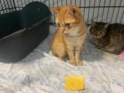 Fundtier Tier-ID 39589