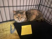 Fundtier Tier-ID 39590