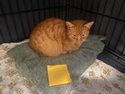 Fundtier Tier-ID 39591