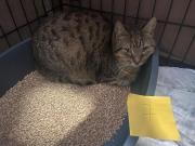 Fundtier Tier-ID 39592