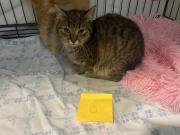 Fundtier Tier-ID 39593