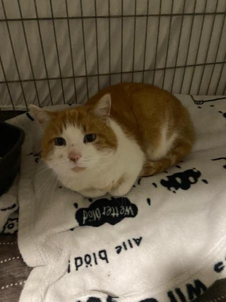 Europäische Hauskatze