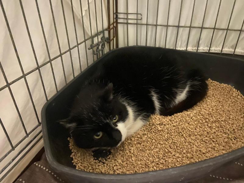 Europäische Hauskatze