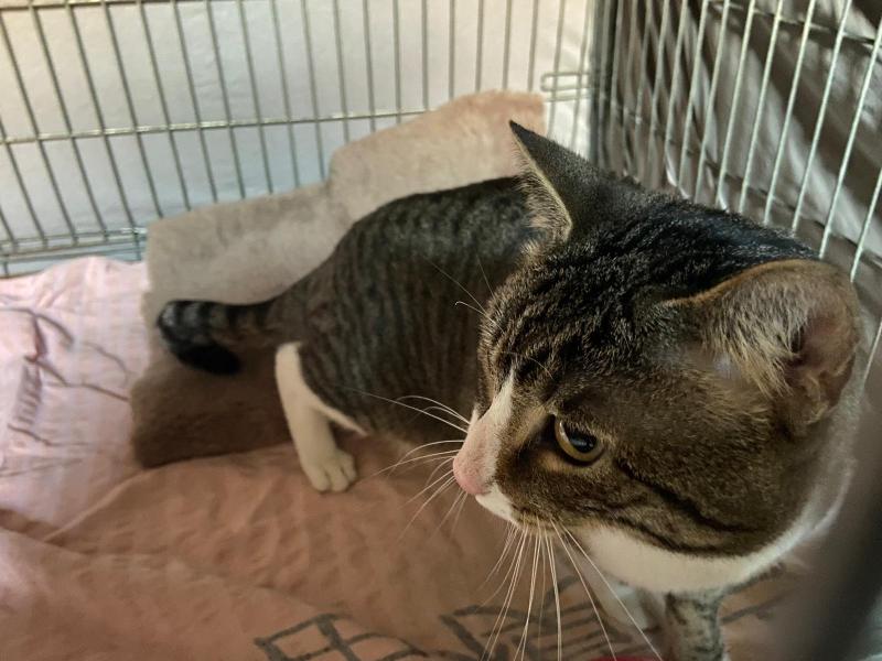 Europäische Hauskatze