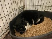 Fundtier Tier-ID 39724