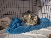 Fundtier Tier-ID 39538