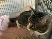 Fundtier Tier-ID 39667