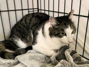 Fundtier Tier-ID 39584