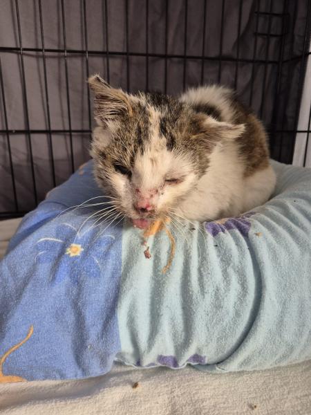 Europäische Hauskatze