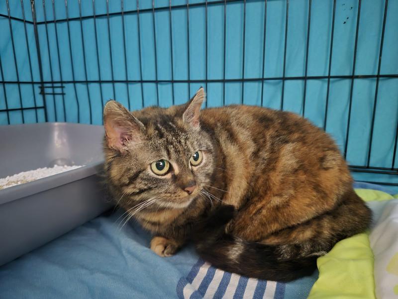 Europäische Hauskatze