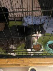 Fundtier Tier-ID 39725