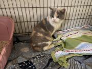 Fundtier Tier-ID 39844