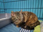 Fundtier Tier-ID 39539