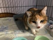 Fundtier Tier-ID 39726