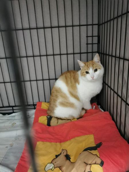 Europäische Hauskatze