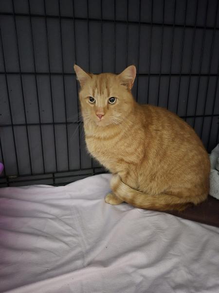 Europäische Hauskatze