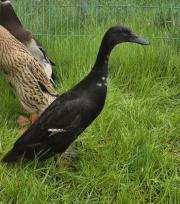 Fundtier Tier-ID 39916